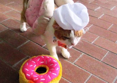 Bow Tie, the Donut Cat