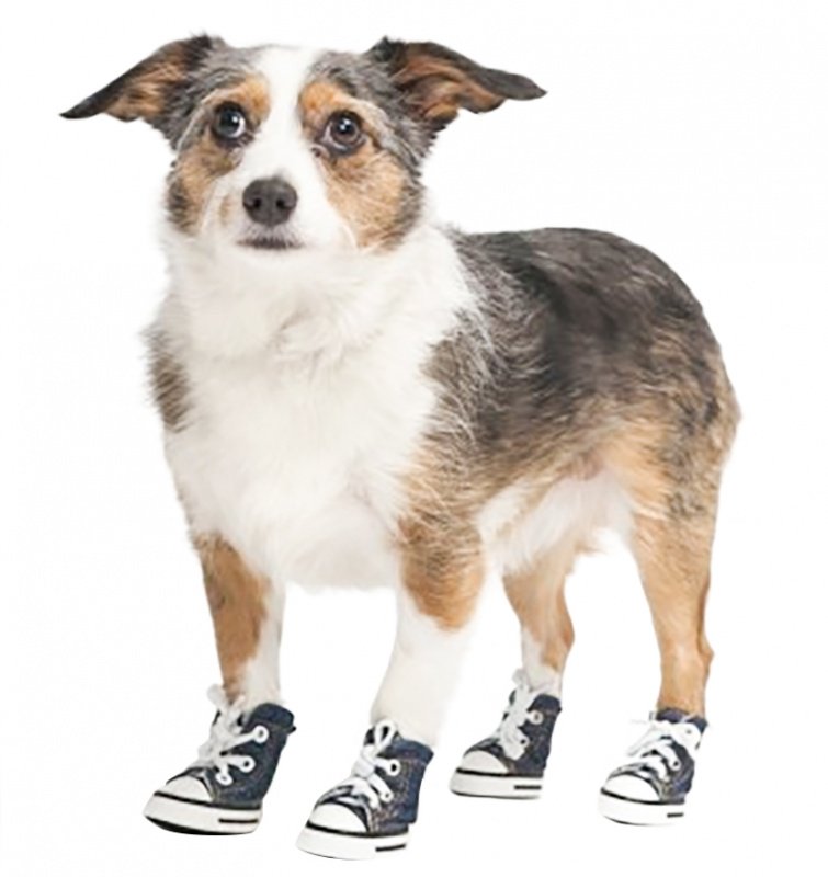 Booties or shoes can protect your dog's feet on the hot summer pavement.