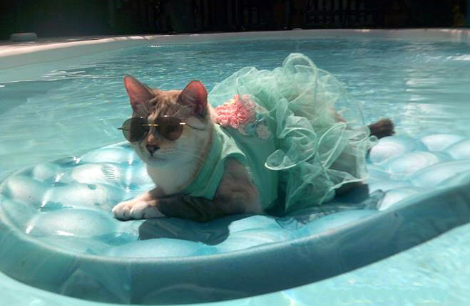 Broshi the cat is wearing a blue dress and sunglasses. She is on a blue raft floating in a pool.
