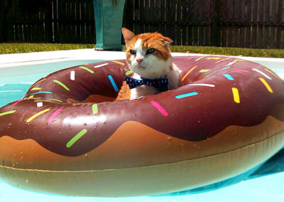 Bow tie the cat floats in the pool in a giant raft that look slike a donut