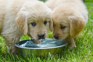 Puppies Drinking water