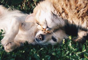 A cat snuggles with a dog laying down.