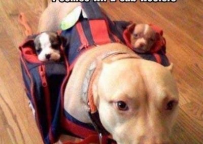 A dog with a backpack with two puppies-one on each side and the words. I comes with 2 sub woofers