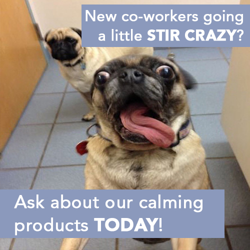 Working at home causing your co-workers to go a little Stir Crazy?