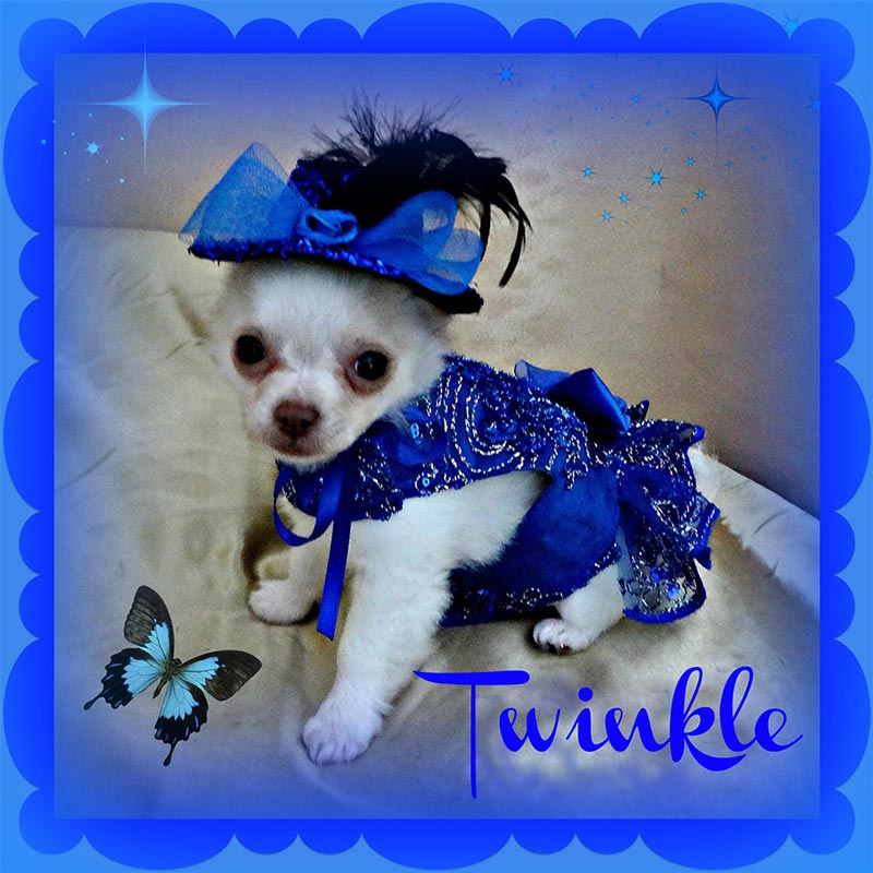 White dog in a blue sparkly dress with a hat