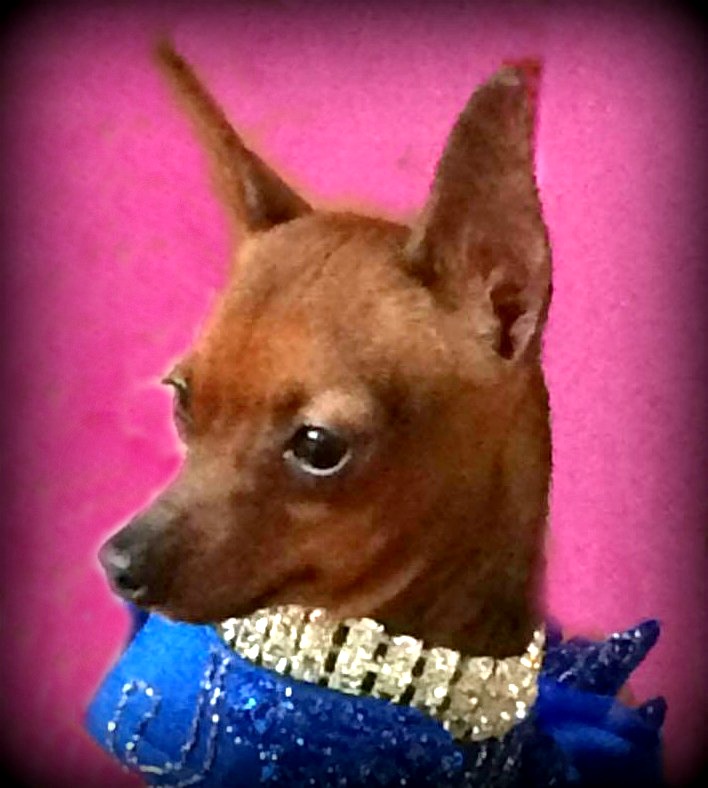 Small brown dog with a gold color and blue sparkly dress