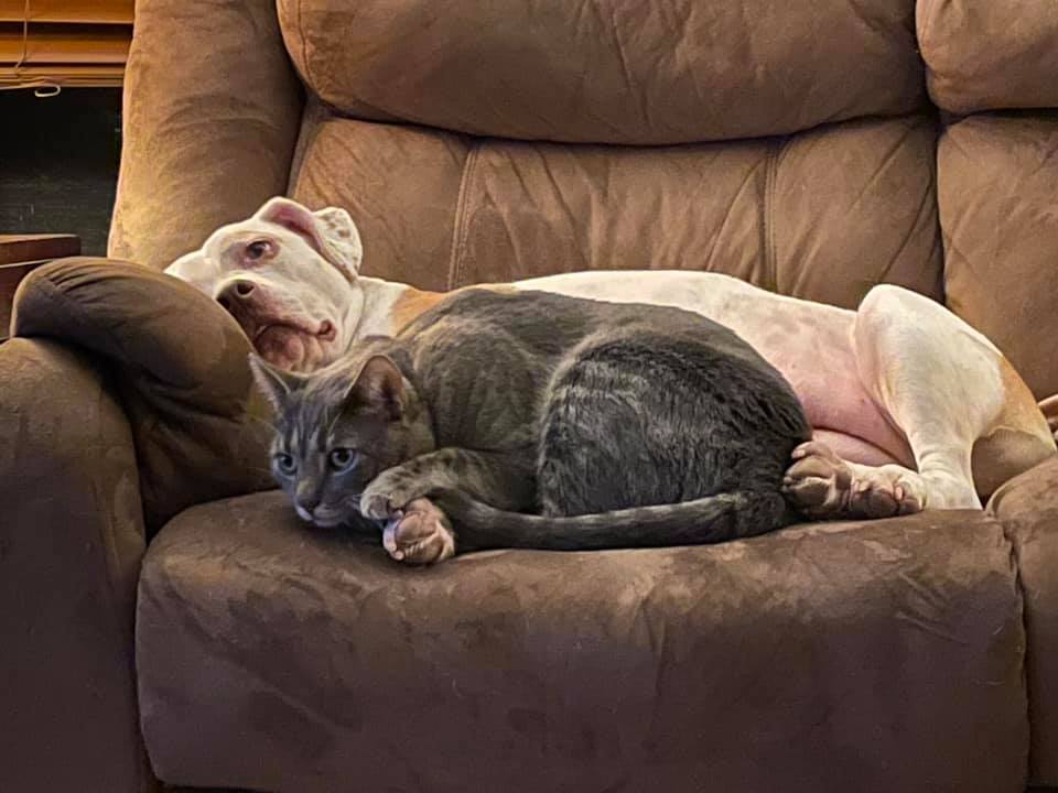 White dog and gray cat lay on the couch together.
