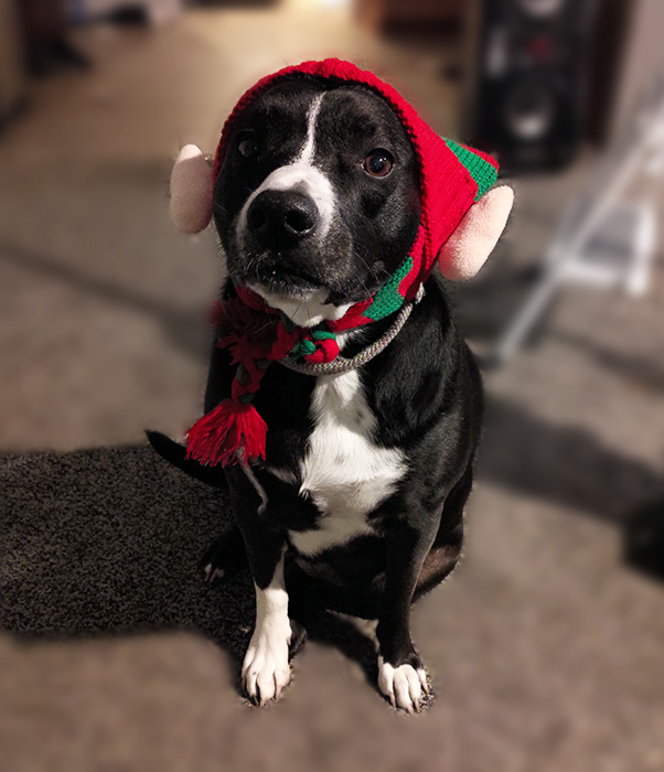 Black dog with an elf hat that has elf ears on it
