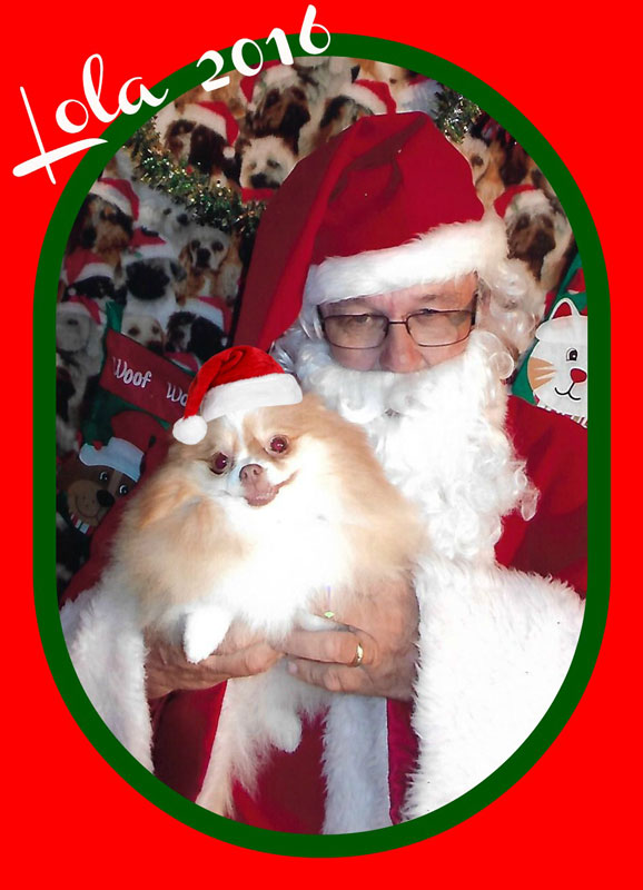Pomeranian Lola is held by Santa