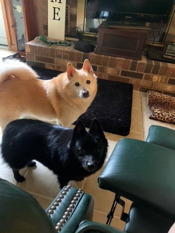 A white dog and a black dog look at the camera