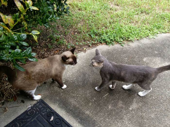 Two cats greet each other outside