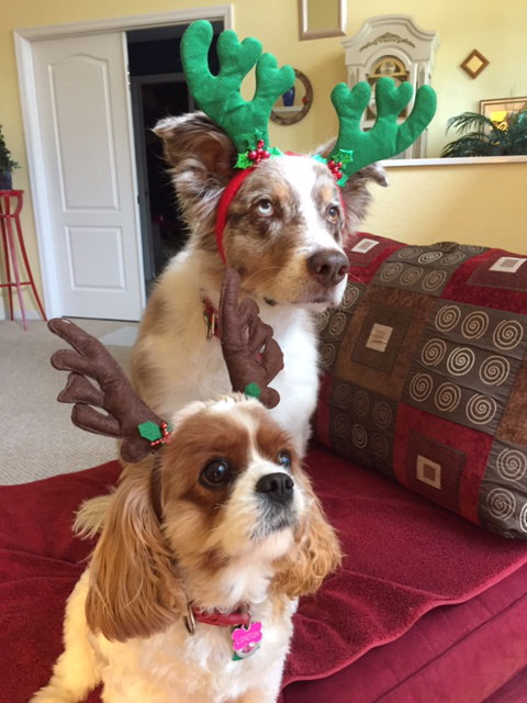 Dogs Sydney and Landon wearing reindeer antlers