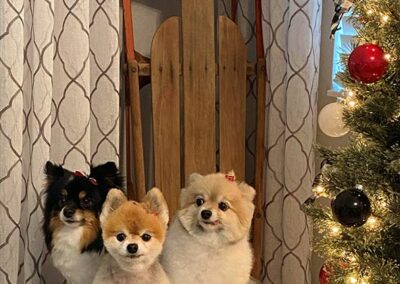 Dogs Chloe, Gracie and Phoebe post in a chair by the Christmas tree