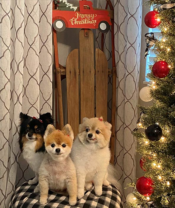 Dogs Chloe, Gracie and Phoebe post in a chair by the Christmas tree