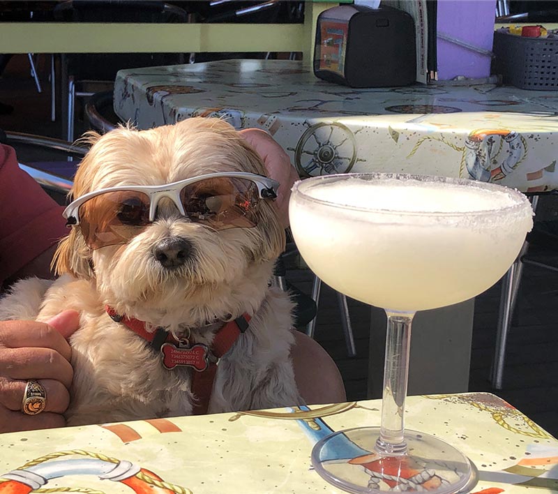 White dog with sunglasses sits behind a large Magarita Drink