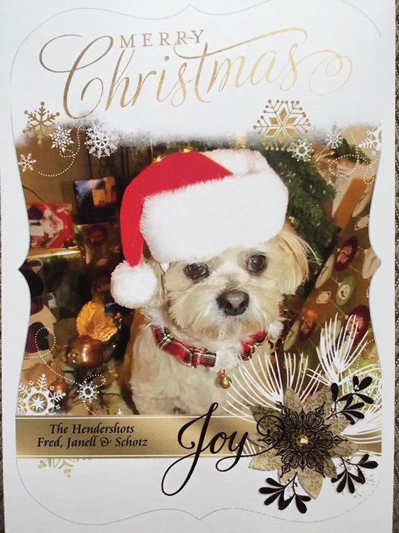 Picture of a White dog with a Christmas hat on a Christmas Card