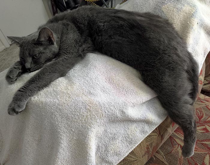 Grey Cat lounges grumily on the back of a couch.