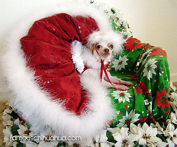White chihuahua in a giant red Christmas skirt on a poincettia matt