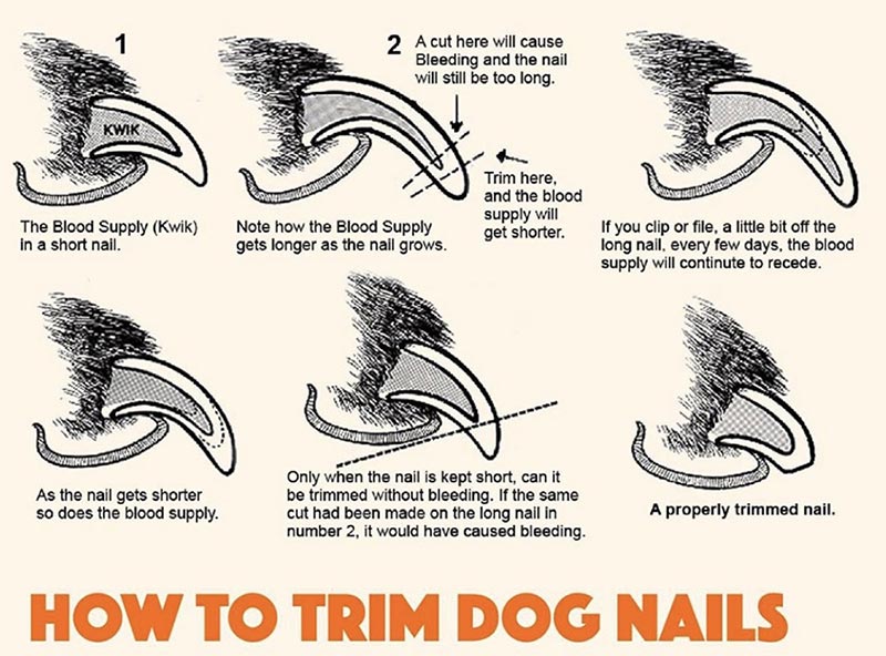 How to trim dog nails