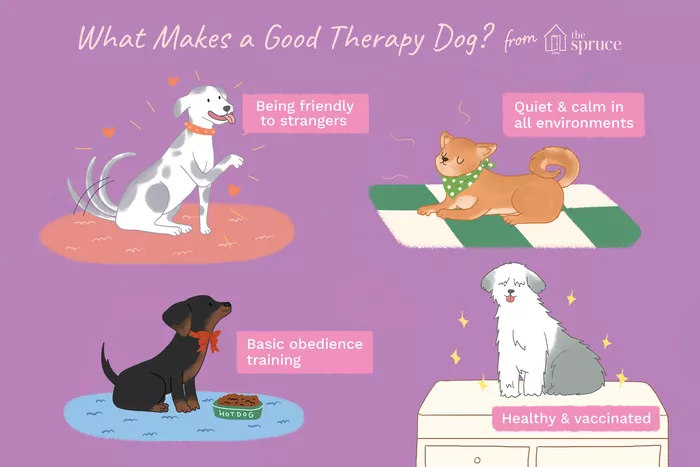 what makes a good therapy dog  Illustration: Catherine Song. © The Spruce, 2019 