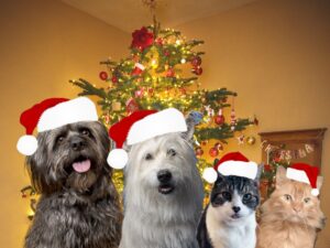 Buddy, Taylor, Sunshine Kitty and Mango are all wearing Christmas hats in front of a Christmas Tree to wish you happy holidays!