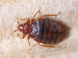 Close-up picture of a bed bug