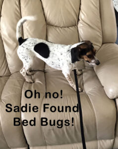 Sadie, the bed-bug sniffing Beagle with Ace Pest Management has detected bed bugs in a recliner sofa!