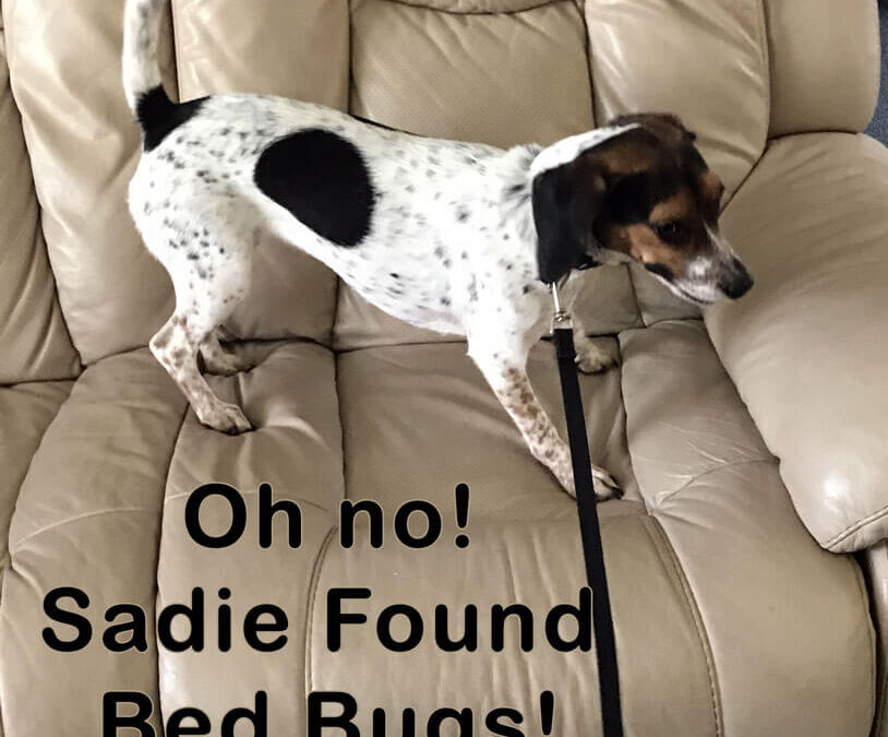 Sadie, Bed-Bug Detective, Happy Howlidays!