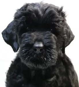 Black Russian Terrier Puppy