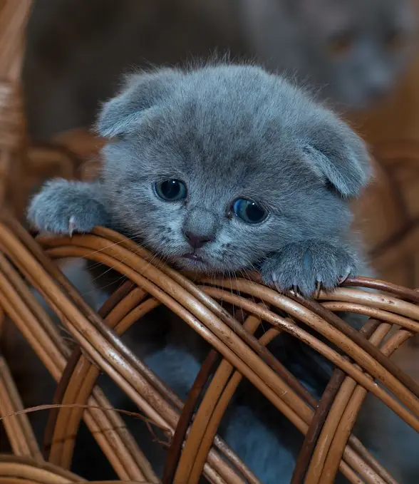 Gray kitten in a basket