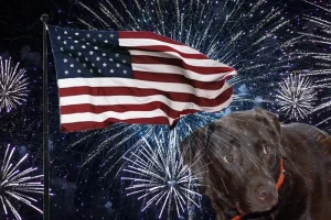 A dog is scared by the fireworks on the 4th of July