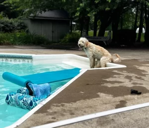 Stella the dog at the pool