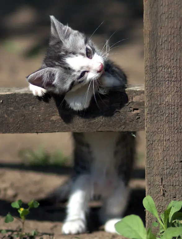 A curious kitten is standing against the fence with its front paws on the bottom fence brace