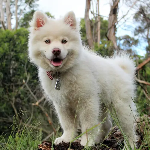 A fluffy white pup stands on a log outside and looks at the camera