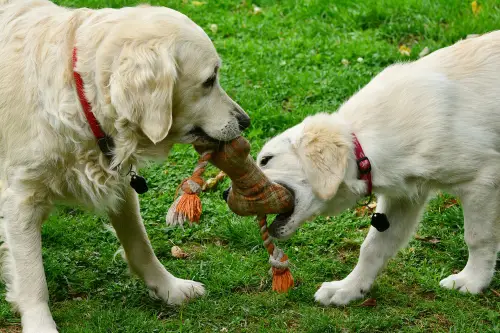 Two golden retriever dogs play tug of war with a dog toy