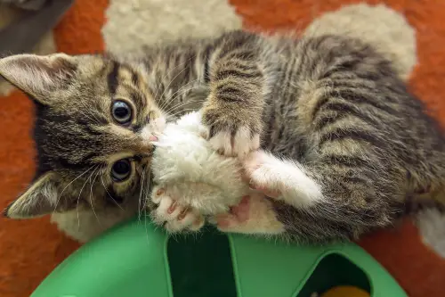 A curious kitten plays with a fluffy white ball