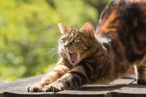 A cat on an outside picnic table stretches and yawns