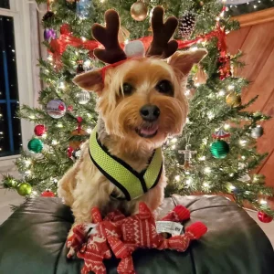 Max's Christmas Photo 2020