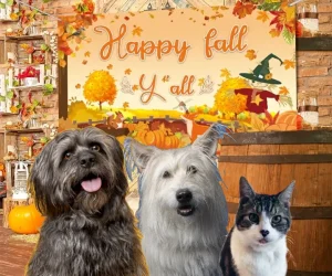 Happy Fall y'all from the Cats n Dogs Store