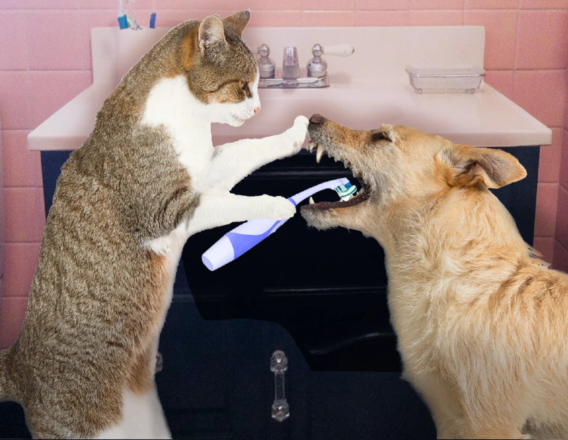 A cat is brushing a dogs teeth in front of a bathroom sink